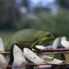 Green Chameleon