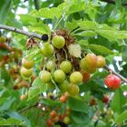 Green cherries