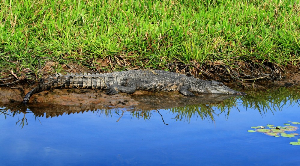 green - croc - blue