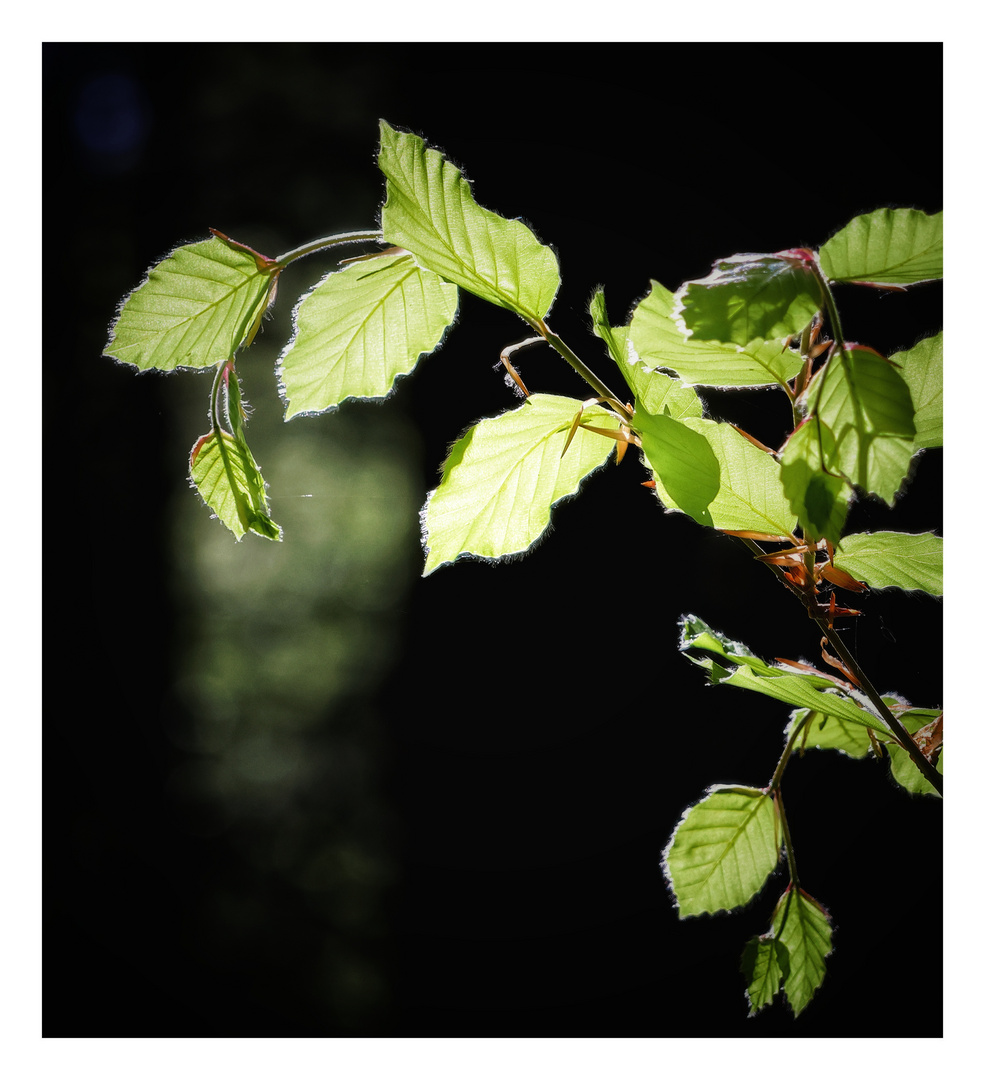 green delights