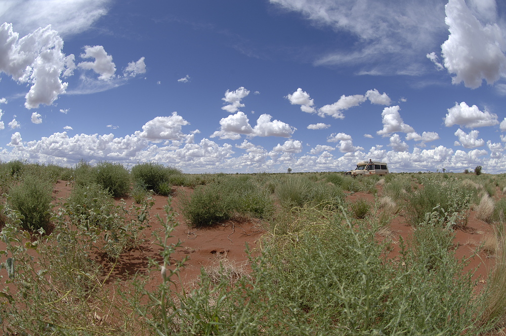 green desert