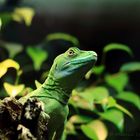 green dragon