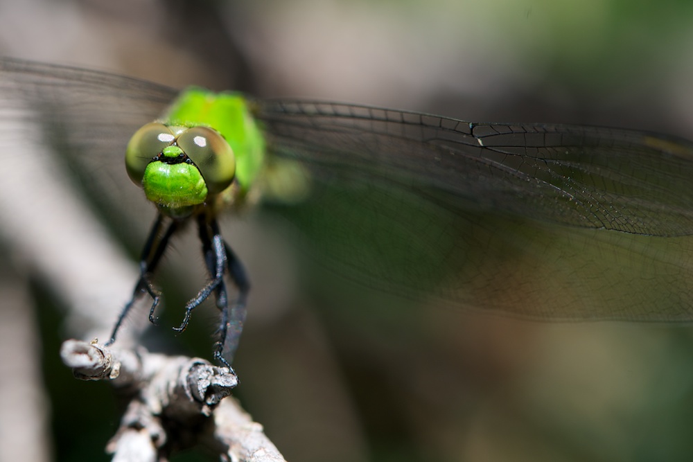 Green dragonfly