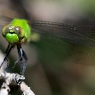 Green dragonfly