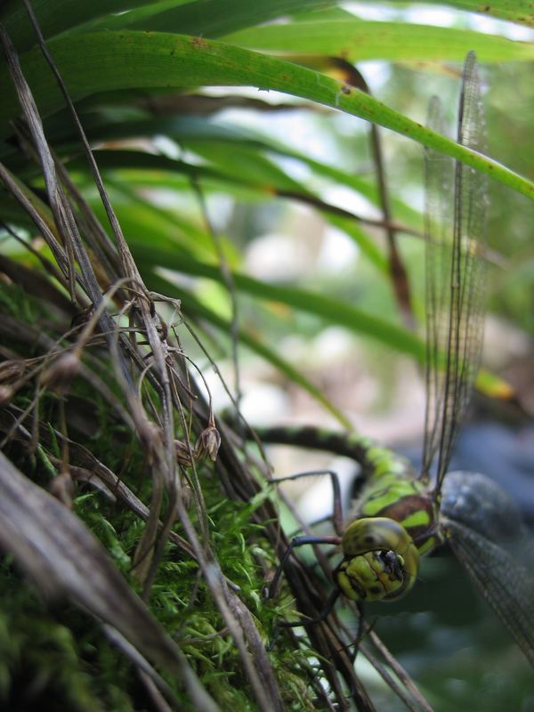 green drangonfly