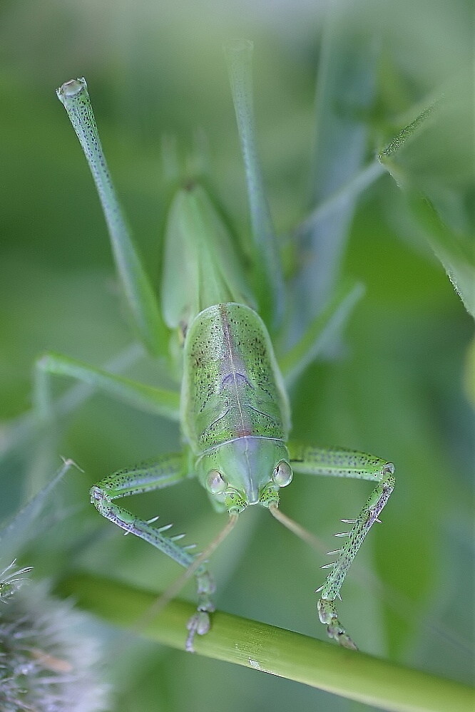 Green Dream