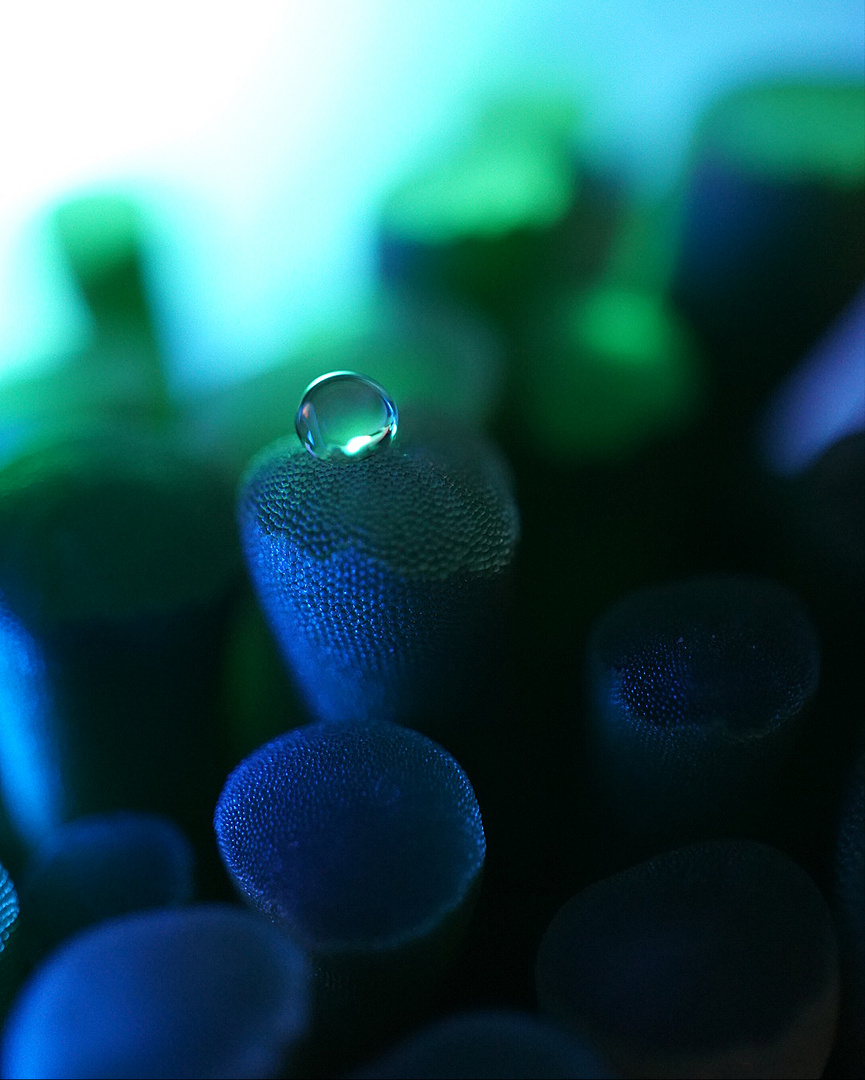 Green Drop