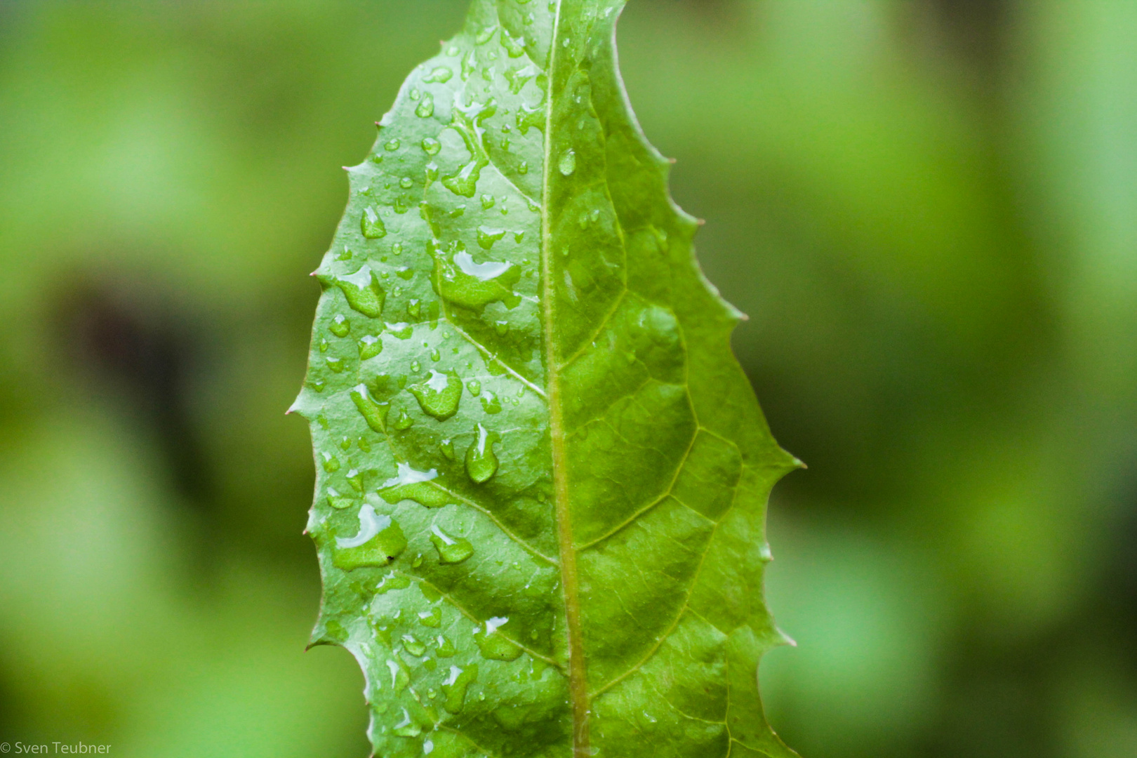 Green Drops