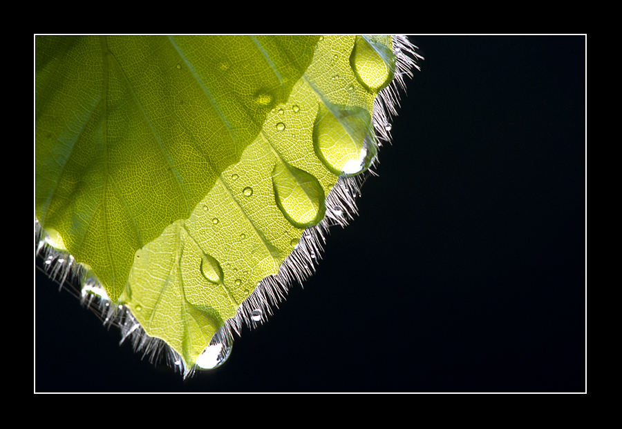 .....green drops.....