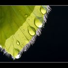 .....green drops.....