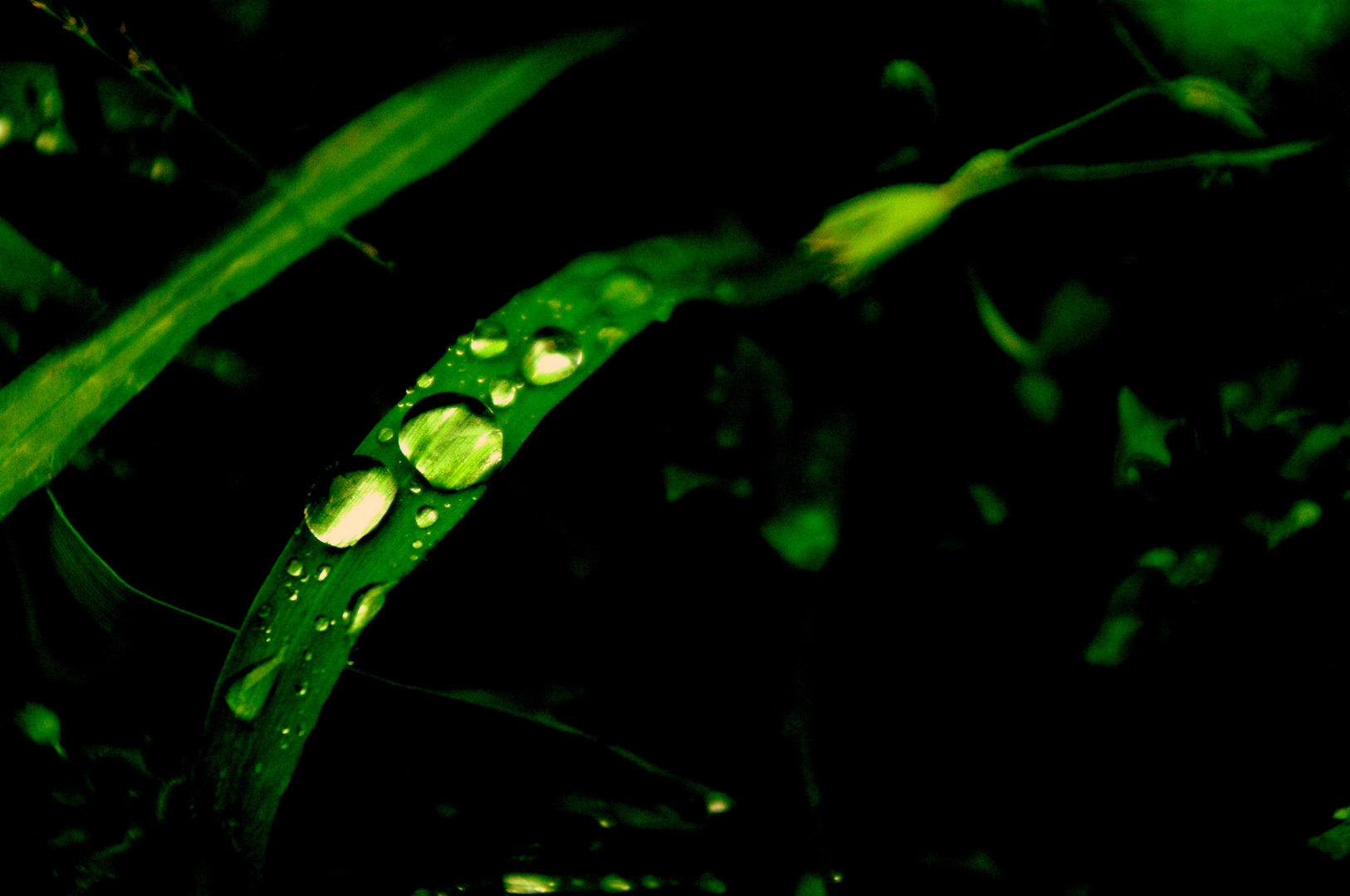 Green Drops..