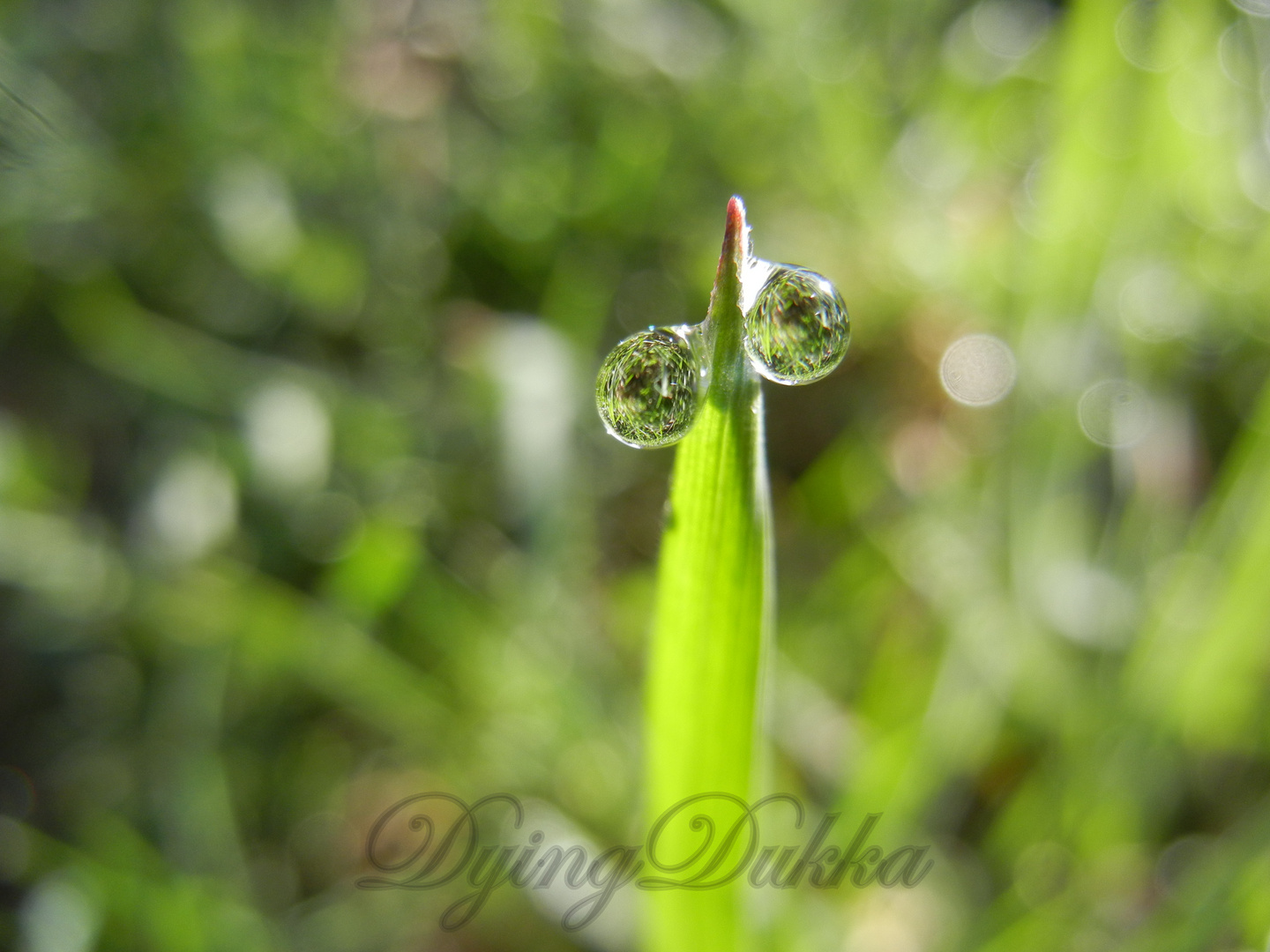 Green Drops