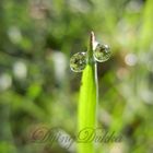 Green Drops