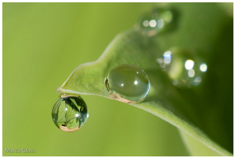 Green Drops