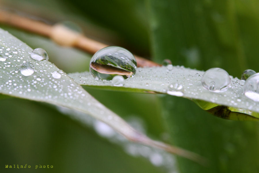 Green Drops