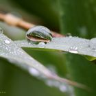 Green Drops