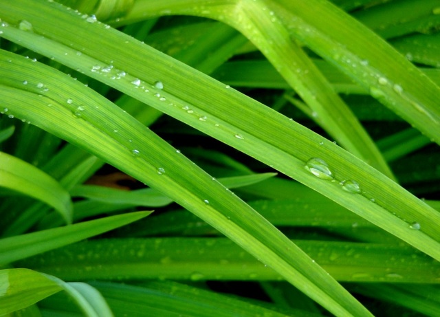 Green DroPS