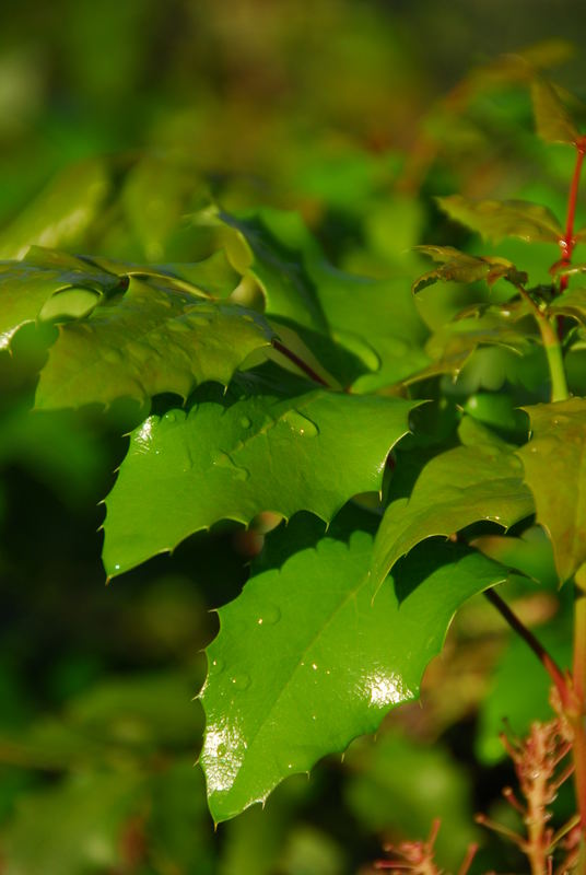 Green drops