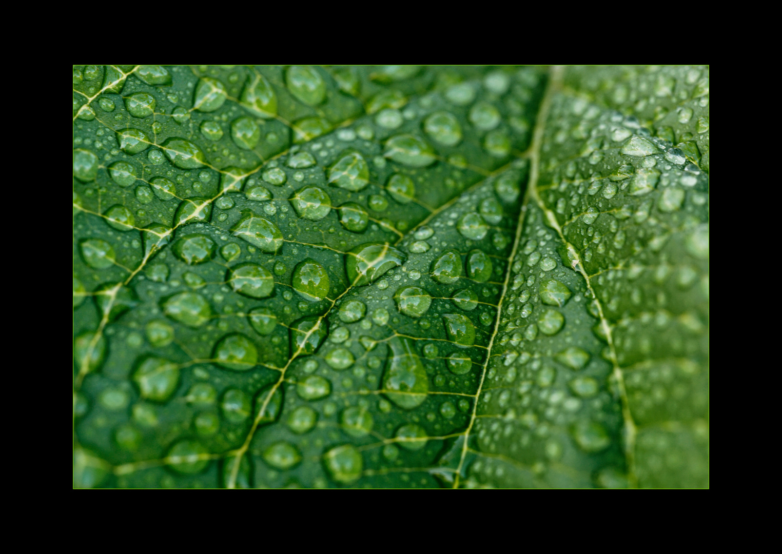 green drops II.