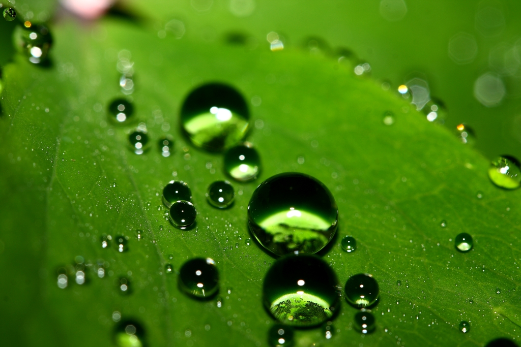 Green Drops II