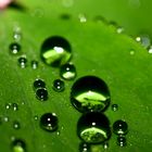 Green Drops II