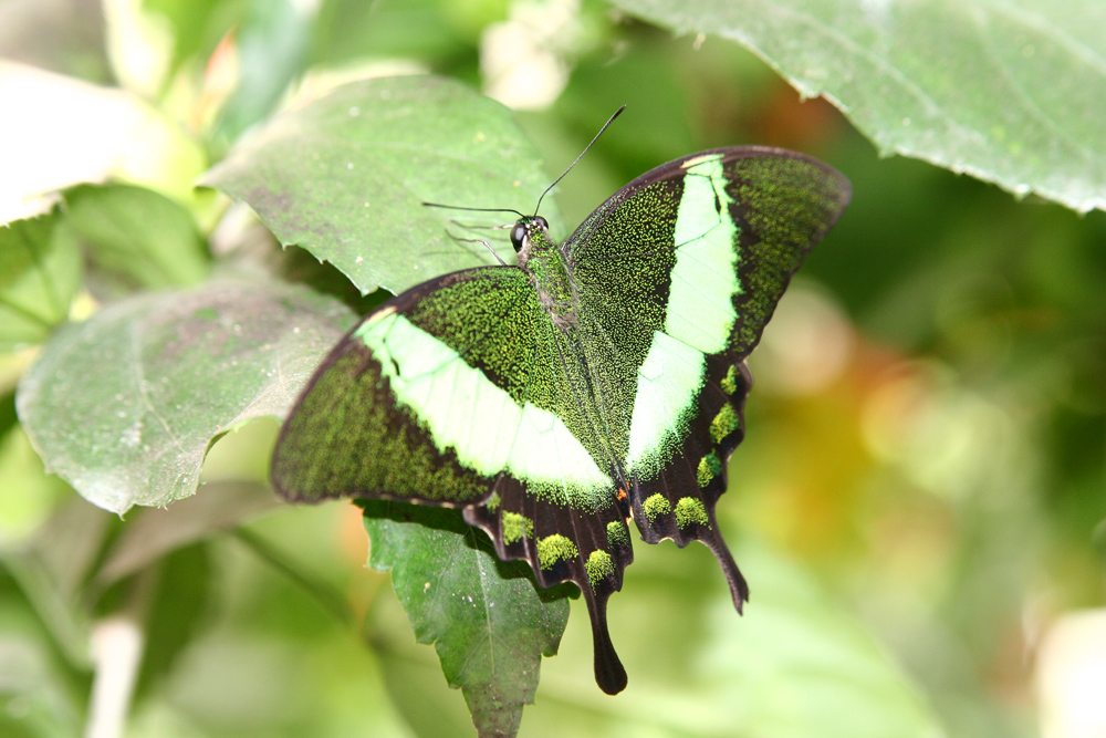 Green Dust