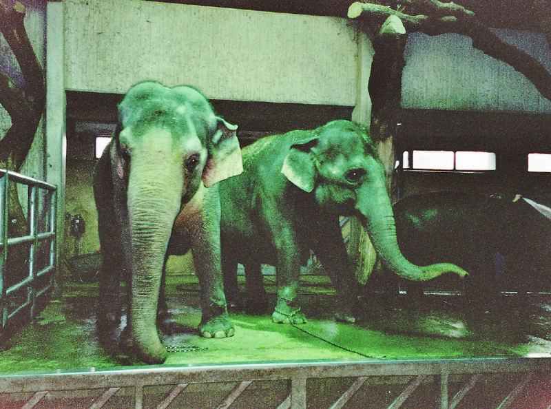 green elephants !