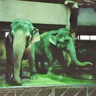 green elephants !