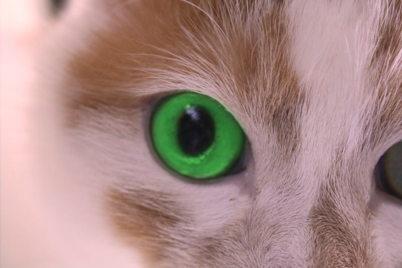 Green-Eye