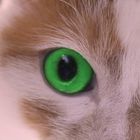 Green-Eye