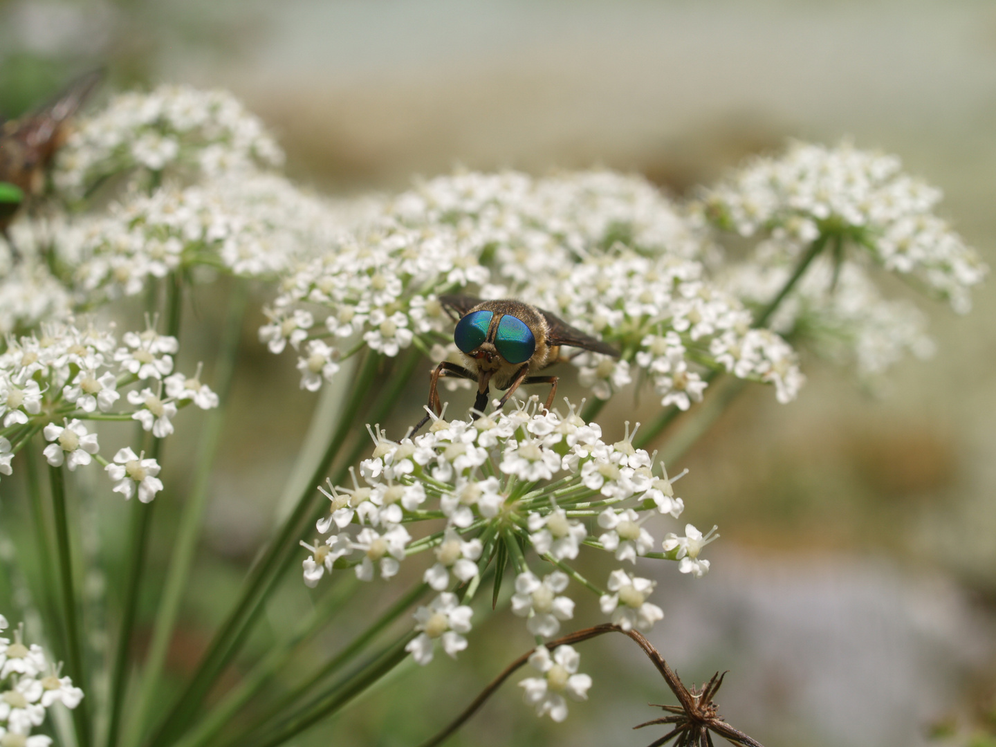 Green Eye