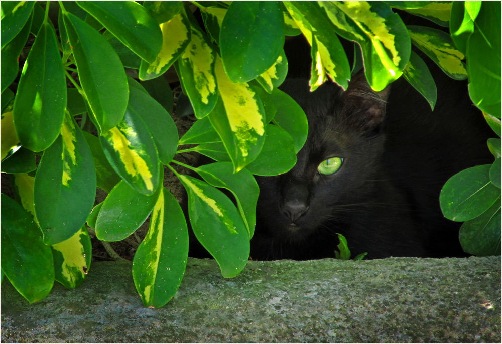 green eye