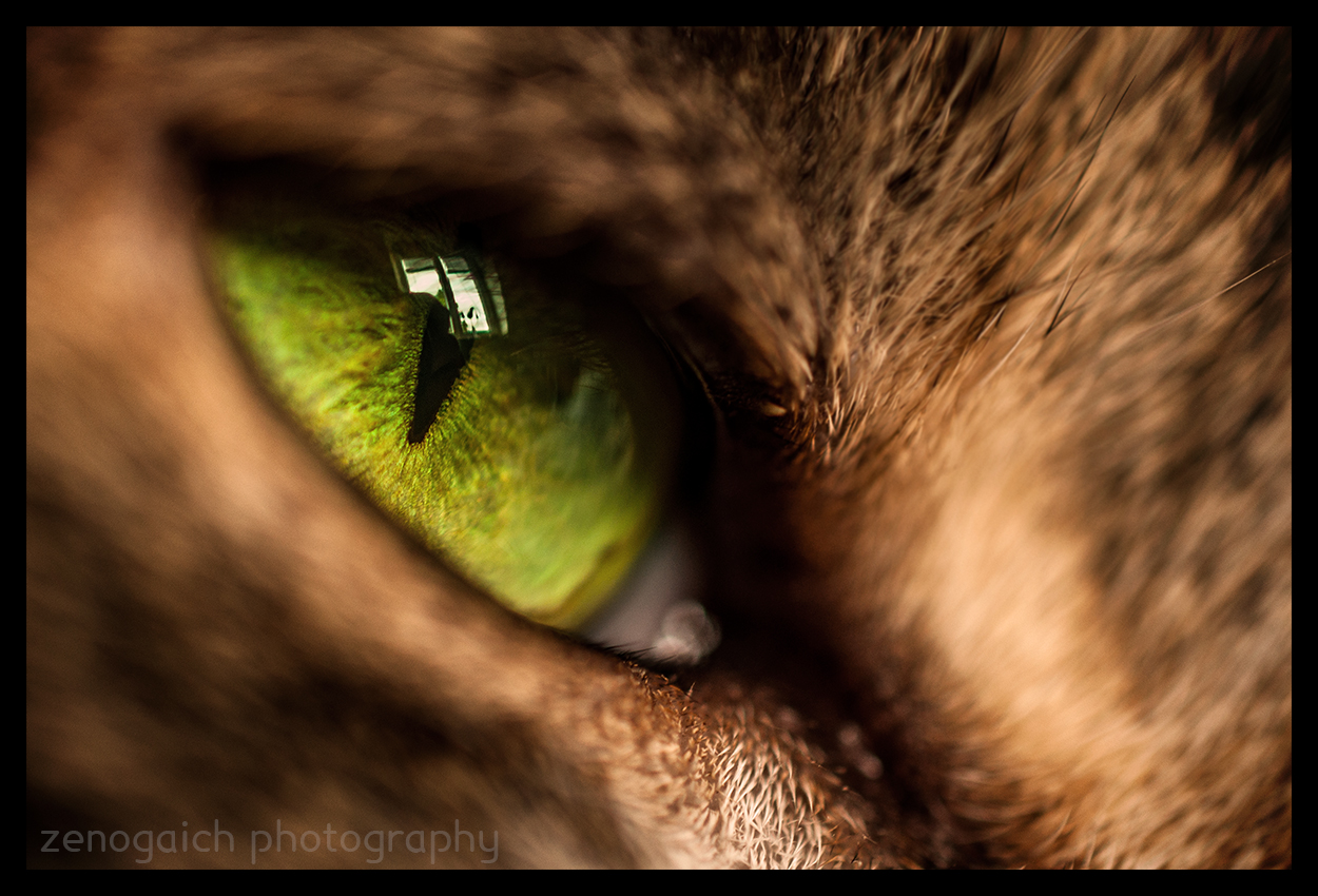 green eye