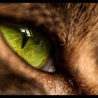 green eye