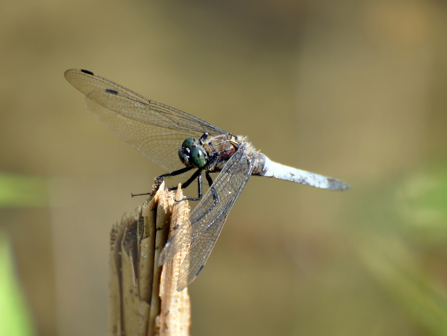 .... Green Eye...