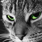 Green eyed Cat