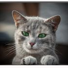 Green Eyed Cat