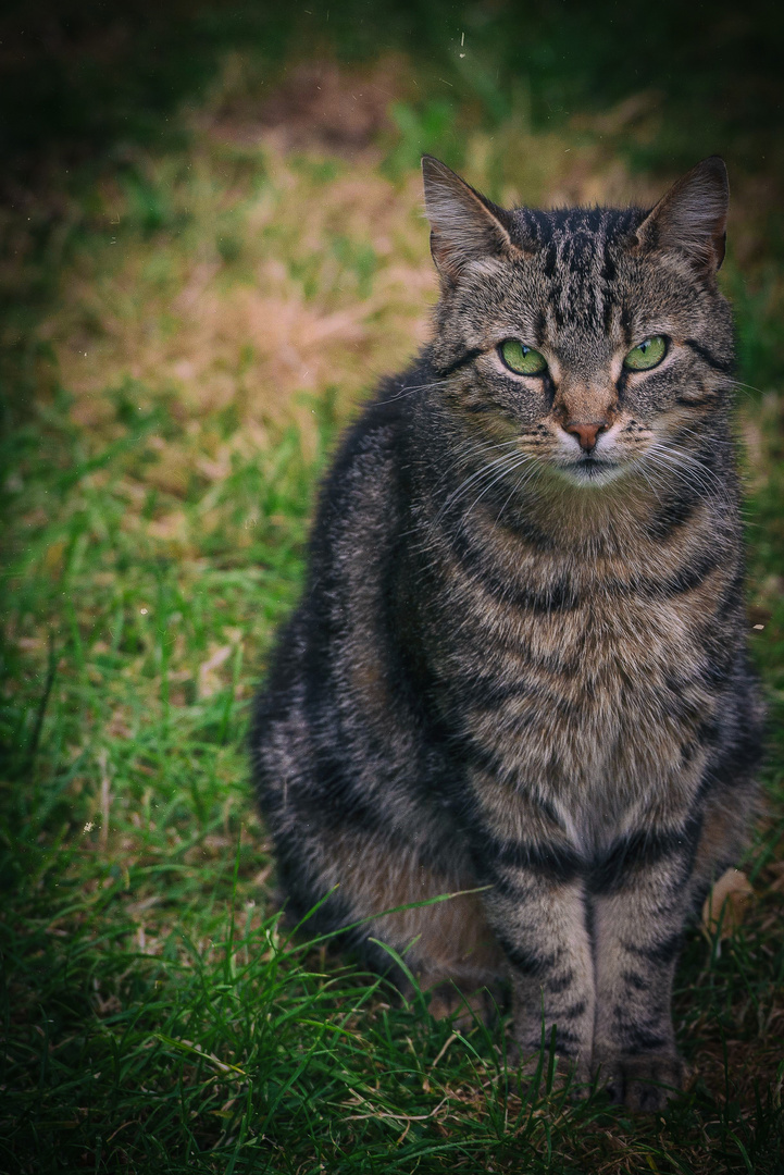 Green Eyed Girl