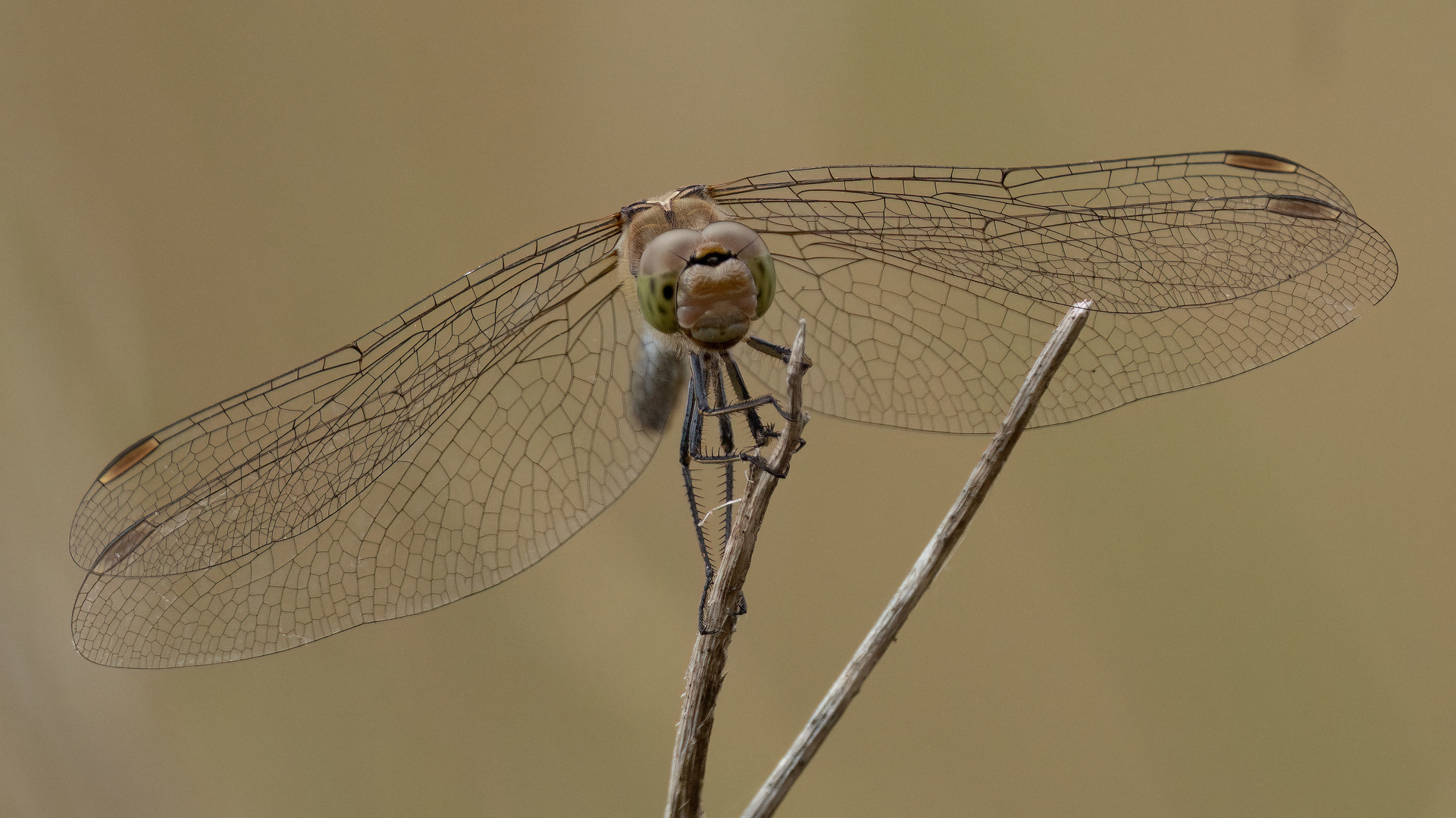 Green-eyed Hawker