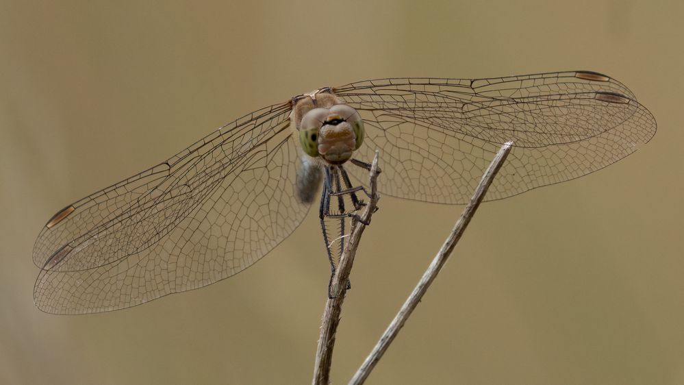 Green-eyed Hawker