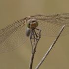 Green-eyed Hawker