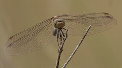 Green-eyed Hawker