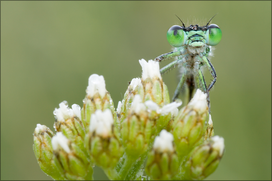 Green Eyes