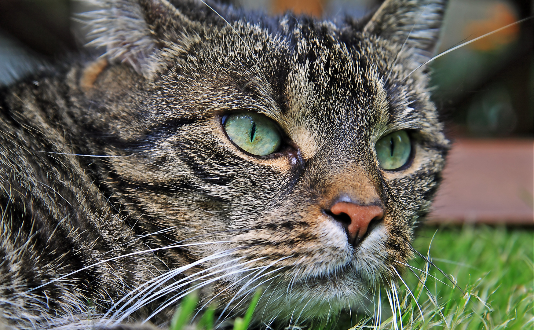 Green eyes