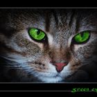 Green Eyes