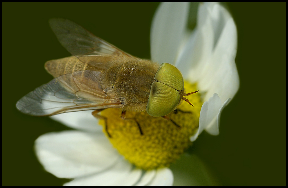 Green Eyes - Atylotus rusticus