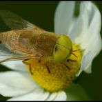 Green Eyes - Atylotus rusticus