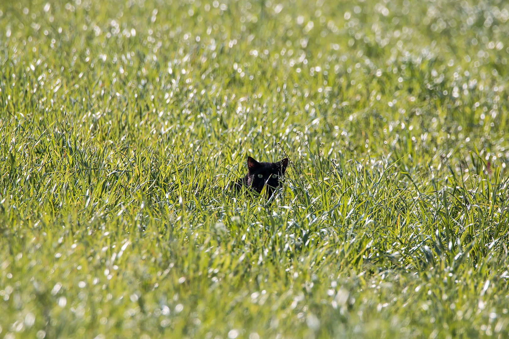 green eyes in green grass