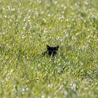 green eyes in green grass