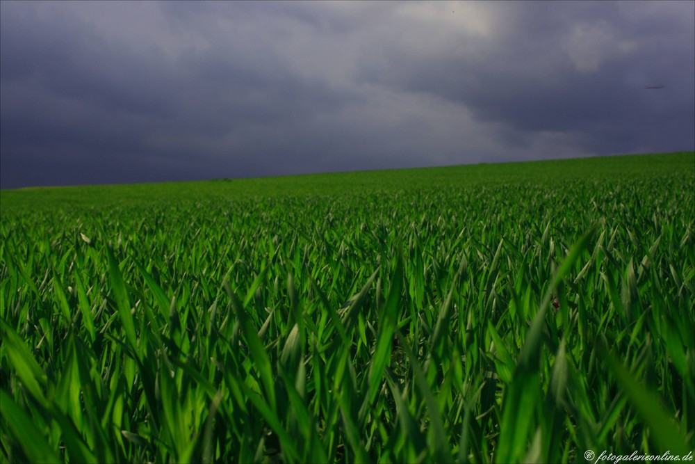 green field 1